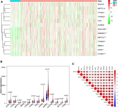 Effect of N6-methyladenosine methylation-related gene signature for predicting the prognosis of hepatocellular carcinoma patients